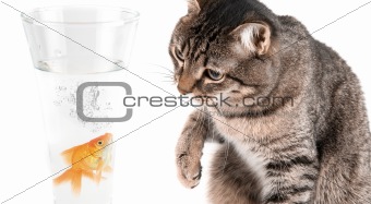 Playing cat and gold fish