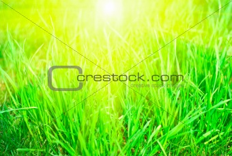 Green grass sunset