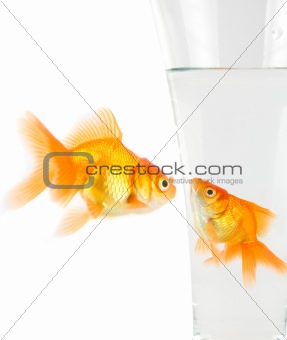 Two gold fish 