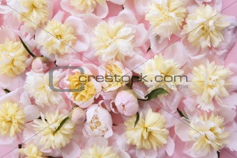 colorful pink and yellow flowers background  