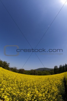Yellow canola fields
