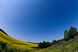 Meadow of canola