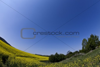 Meadow of canola