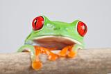 Frog - small animal red eyed