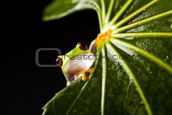 Red eyed leaf frog