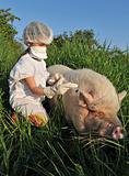Swine Influenza Flu
