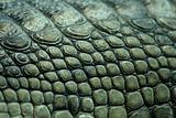 crocodile texture