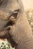 detail of elephant 