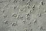 Seagull bird footprint on concrete, pattern