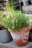 Thyme in a Red Pot