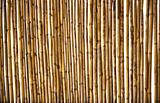 Dry cane texture background