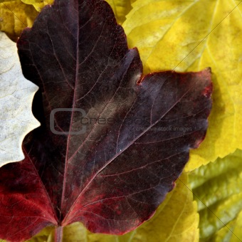 Leaves still of autumn leaves, dark wood background, fall classic images