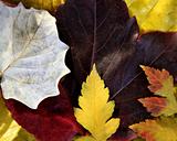 Leaves still of autumn leaves, dark wood background, fall classic images