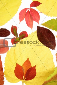 Autumn, fall leaves decorative still at studio white background
