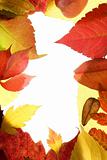 Autumn, fall leaves decorative still at studio white background