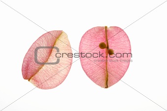 Color flowers, leaves, petals, isolated white background