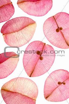 Color flowers, leaves, petals, isolated white background