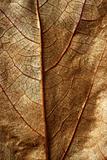 Close up of a leaf, gloden brown in autumn