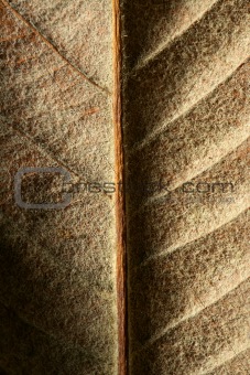 Close up of a leaf, gloden brown in autumn