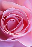 Pink rose flower macro detail in soft light