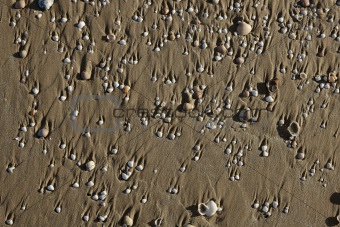 beach sand texture with clam shells