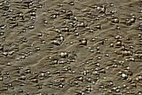 beach sand texture with clam shells