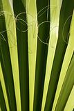 Palm leaf detail with curling fiber