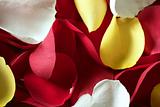 Colorful rose petal pattern wallpaper texture