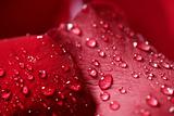 Wet close up macro rose petals, water drops