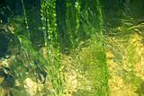 Abstract green and yellow river texture