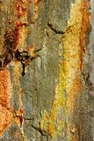 Stone moss texture golden, red, yellow, orange