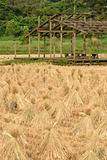harvest of rice