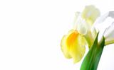 White/Yellow irises