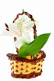 White lily in a wicker basket