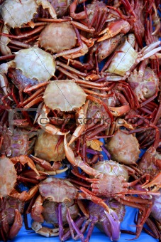 Crab from Mediterranean, texture pattern