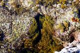 Algae, seaweed from Mediterranean sea shore