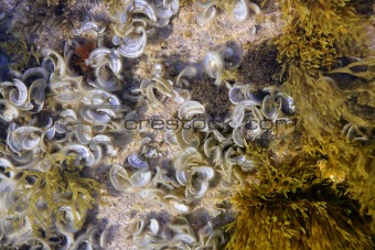Algae, seaweed from Mediterranean sea shore