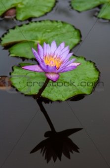 Lily with reflexion in watter