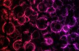 Microscopic Cell Organisms Abstract Background