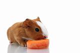 Newborn guinea pig with carrot