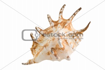 Sea shell isolated on white.