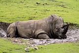 Rhino laying in the mud