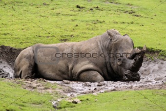 Rhino laying in the mud