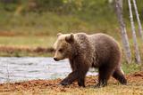 Young brown bear walking near the water side