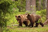 Two little brown bear cubs walking in the forest
