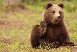Cute little brown bear cub