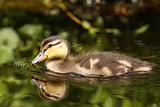 Little duckling swimming in the water