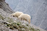 Flock of sheep in the alpin mountains