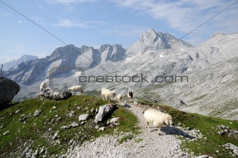 Alpine landscape with grazing sheep