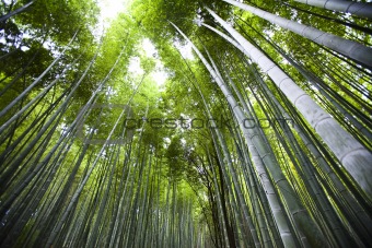 Bamboo forest 01